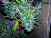 harvest_close.jpg