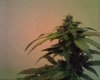 Snapshot_20120429_9.jpg