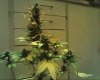 Snapshot_20120429_13.jpg