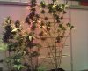 Snapshot_20120429_24.jpg