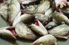 cod-heads.jpg cod-heads.jpg