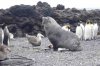 sealpenguin2.jpg sealpenguin2.jpg