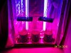 Blueberry domina3.JPG