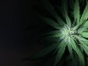 image.jpeg