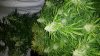 IMG_20160429_203523.jpg