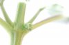 Macro Bump day 1.jpg