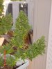 DSC00011.jpg