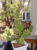 DSC00007.jpg