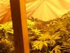 MAXI GOM,EASY RYDER,BIG BANG AUTO WHITE BABIES, 1-4 WEEKS (1).jpg MAXI GOM,EASY RYDER,BIG BANG AUTO WHITE BABIES, 1-4 WEEKS (1).jpg