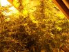MAXI GOM,EASY RYDER,BIG BANG AUTO WHITE BABIES, 1-4 WEEKS (2).jpg MAXI GOM,EASY RYDER,BIG BANG AUTO WHITE BABIES, 1-4 WEEKS (2).jpg