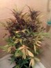 IMAG0018-1.jpg