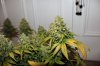 Plant 1 - 69 days.JPG