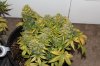 Plant 1(1).JPG