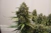 Plant 2 - 64 days.JPG