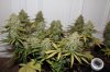 Plant 2.JPG