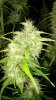 Green-0-Matic 05-15-16.jpg
