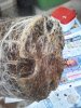 MycoFusion Roots1.jpg