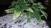 20160515_130732.jpg