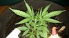 Critical Neville's Haze 05-17-16.jpg