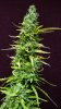 Green-o-Matic 05-17-16 B.jpg