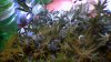 DSCF0012.JPG