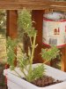 DSC00007.jpg