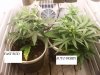nice buds 009.jpg