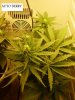 nice buds 008.jpg