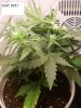 nice buds 007.jpg