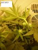 nice buds 006.jpg