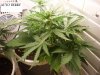 nice buds 003.jpg