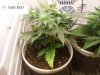 nice buds 002.jpg