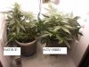 nice buds 016.jpg