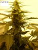nice buds 015.jpg
