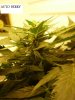 nice buds 014.jpg