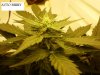 nice buds 013.jpg