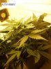 nice buds 012.jpg