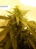 nice buds 011.jpg