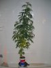 DD @ 75 DAYS 2_5-7-12.JPG