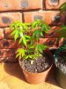 Ak thai topped from seed 3.jpg
