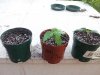 Ak thai topped from seed.jpg