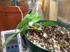 olderseedlingwierdgrowth-1.jpg