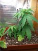 olderseedlingwierdgrowth-2.jpg