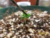 smallseedlingwierdgrowth-1.jpg smallseedlingwierdgrowth-1.jpg