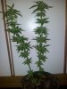 topped from seed final.jpg