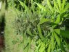 DSC04283.jpg