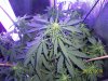 day30f.JPG
