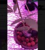 leaf problem.JPG