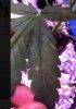 leaf1.JPG