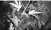 night leaf.JPG